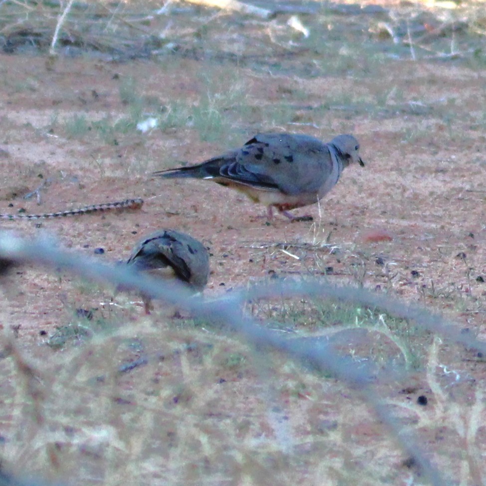 Mourning Dove - ML641989058