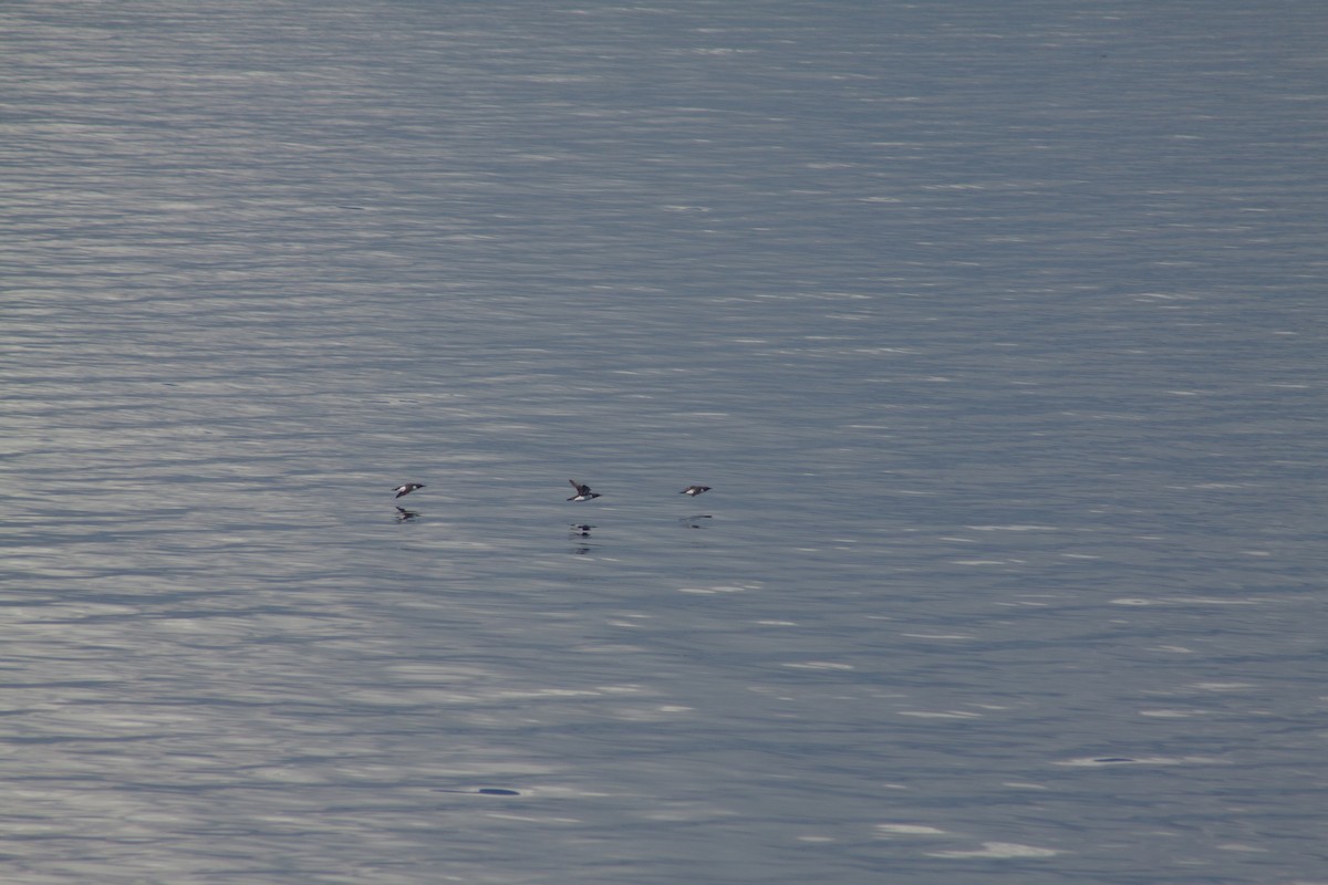 Common Murre - ML641989060