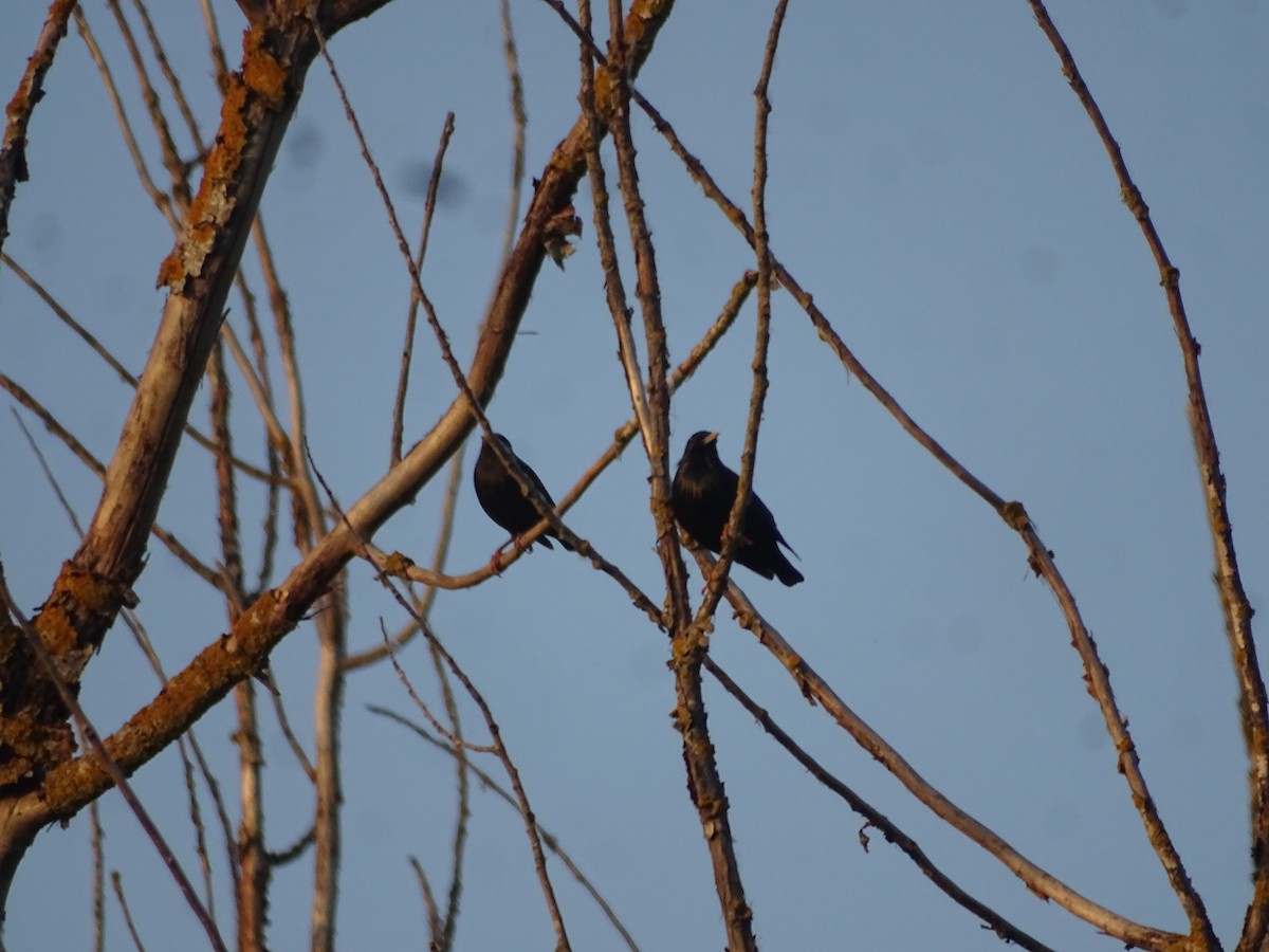 Spotless Starling - ML641989066