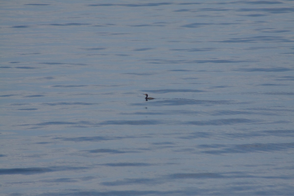 European Shag - ML641989069