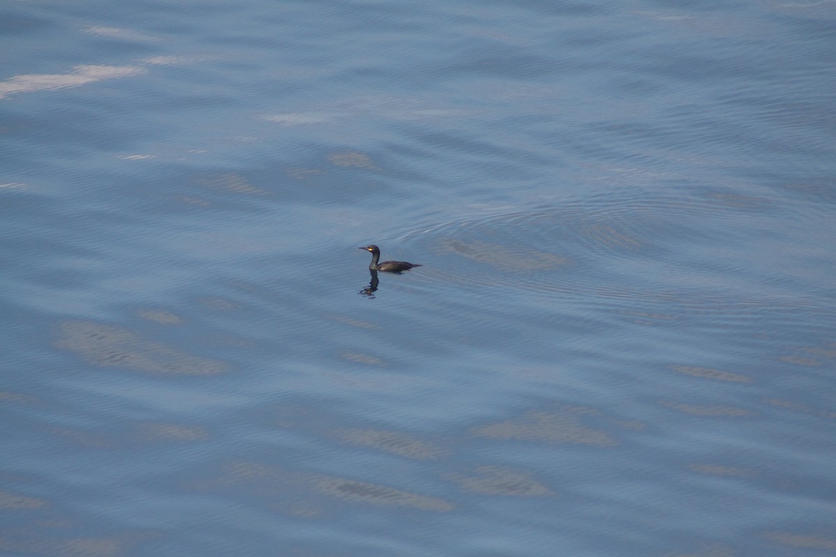 European Shag - ML641989073