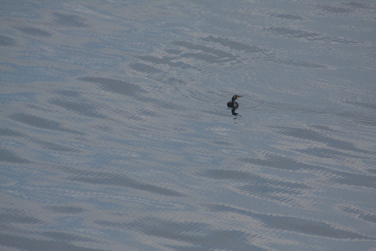 European Shag - ML641989074