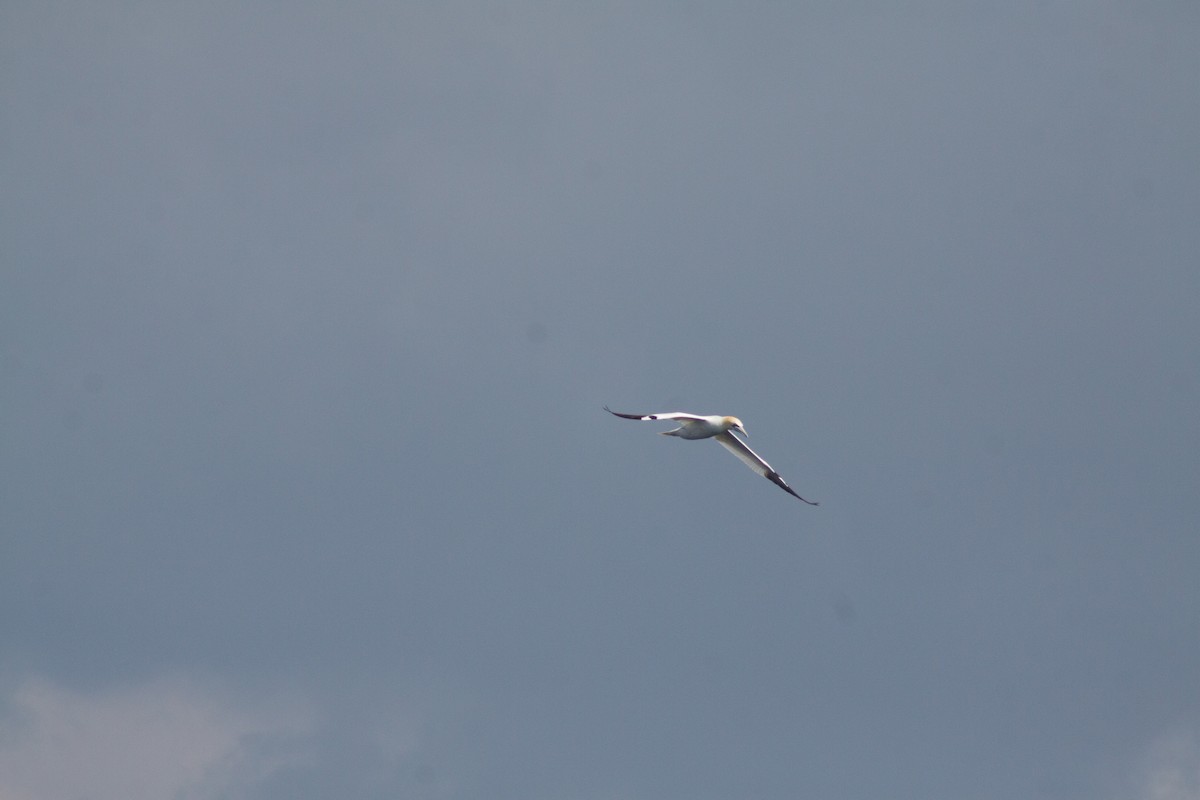 Northern Gannet - ML641989077