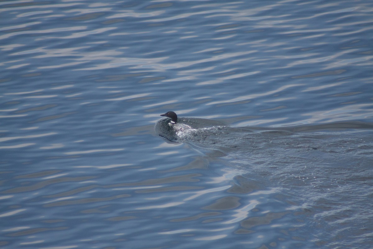 Common Loon - ML641989080
