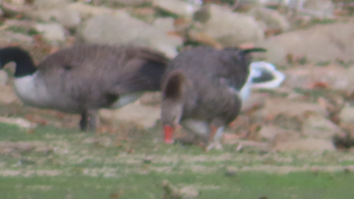 Graylag Goose (Domestic type) - ML641989082