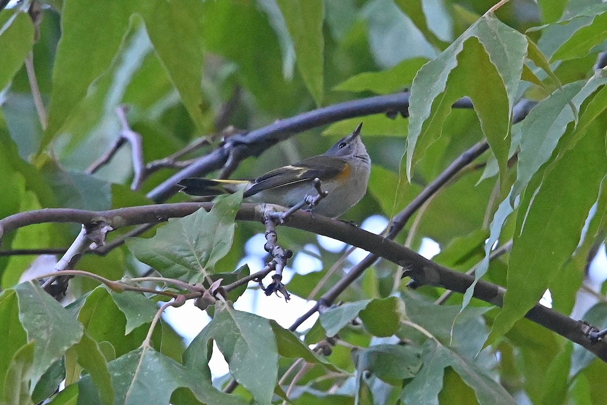 rødstjertparula - ML641989090