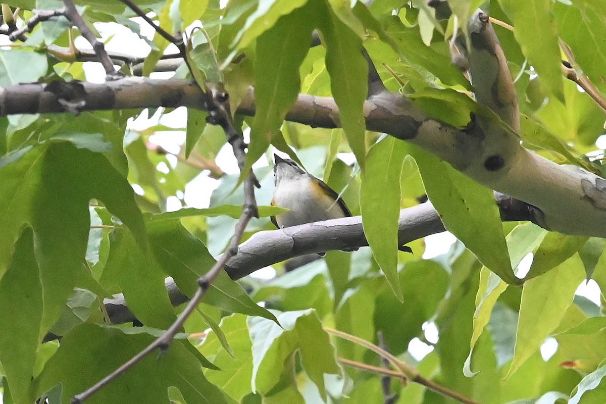 rødstjertparula - ML641989091