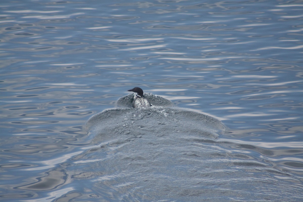 Common Loon - ML641989095