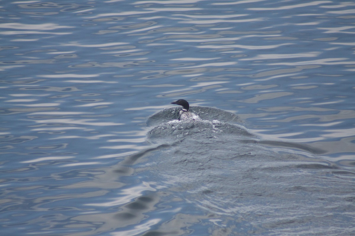 Common Loon - ML641989096