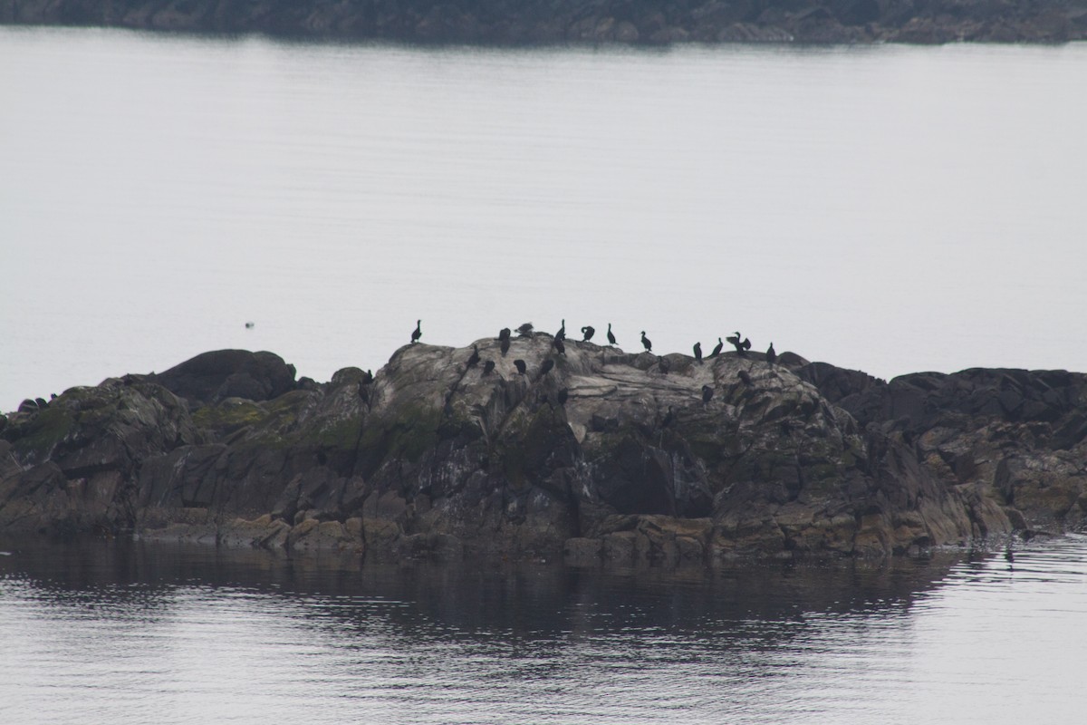 European Shag - ML641989098