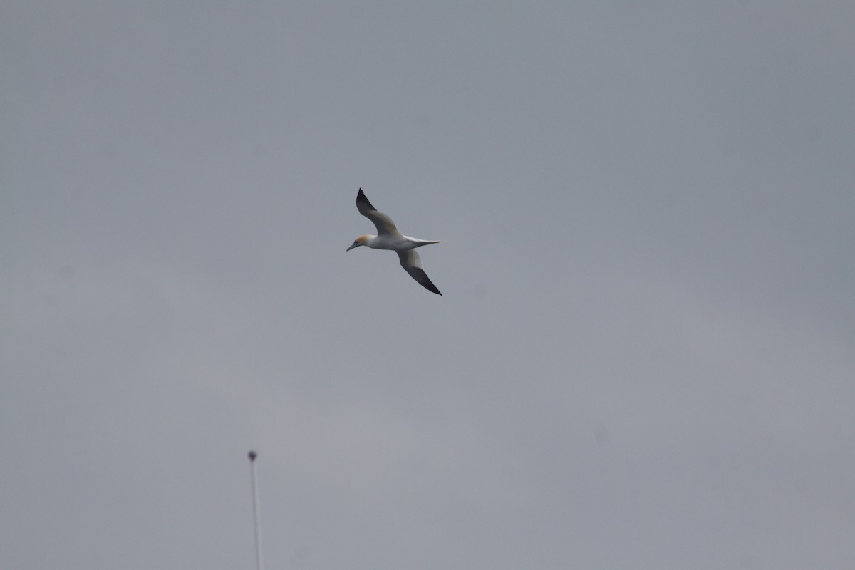 Northern Gannet - ML641989104