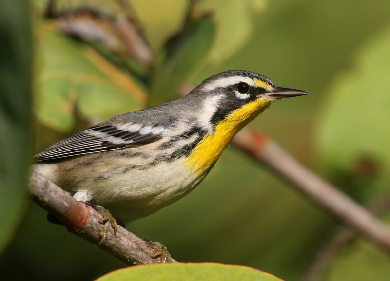 Yellow-throated Warbler - ML641989138