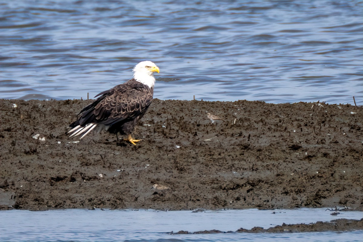 Bald Eagle - ML641989169