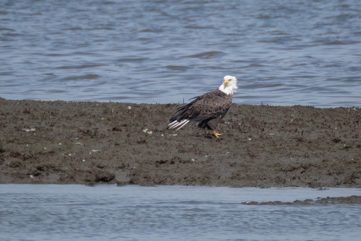 Bald Eagle - ML641989170
