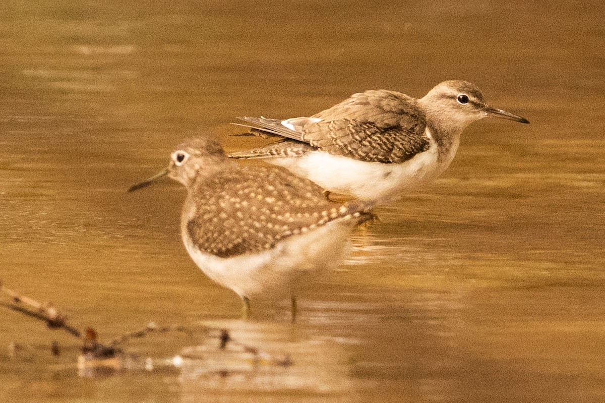 Spotted Sandpiper - ML641989171