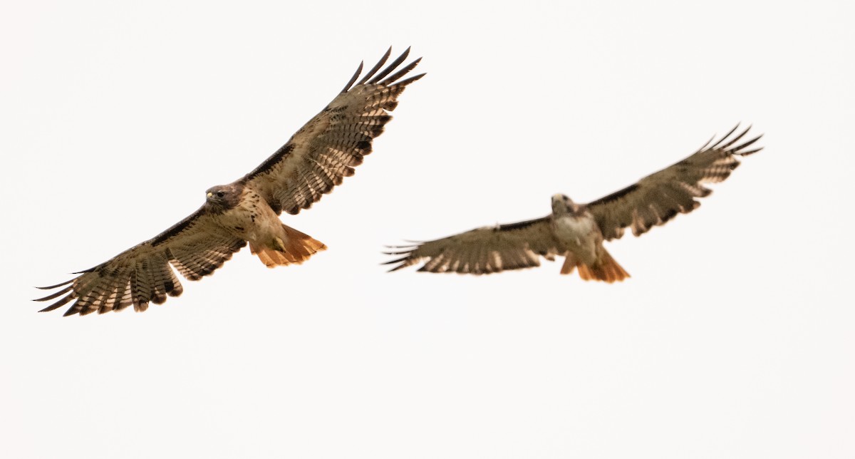 Red-tailed Hawk - ML641989185