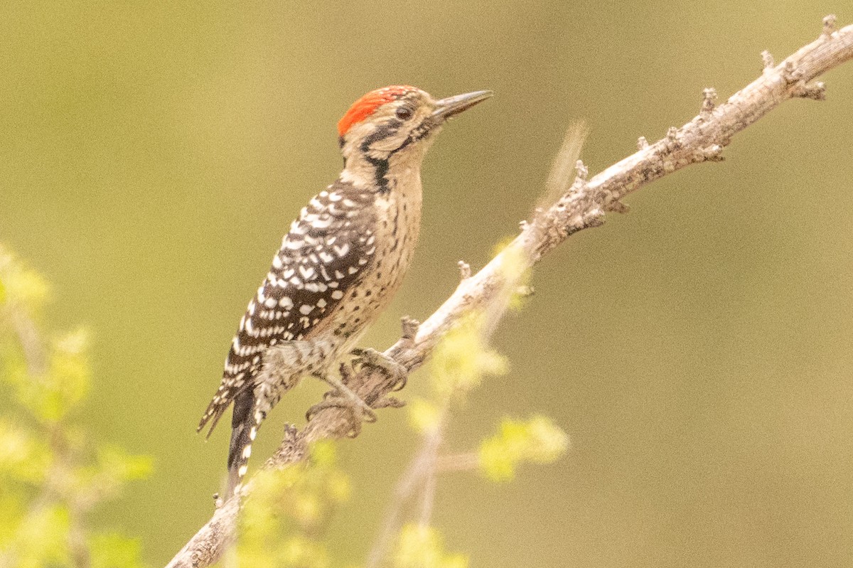 Ladder-backed Woodpecker - ML641989187