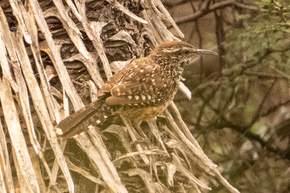 Cactus Wren - ML641989191