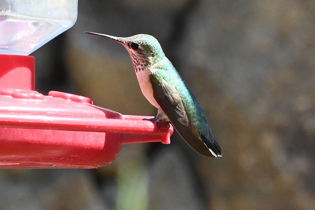 Calliope Hummingbird - ML641989203