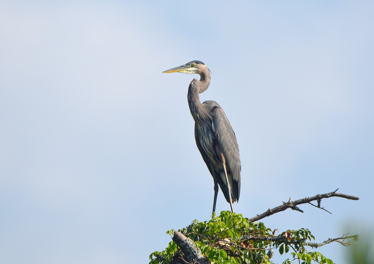 Great Blue Heron - ML641989213