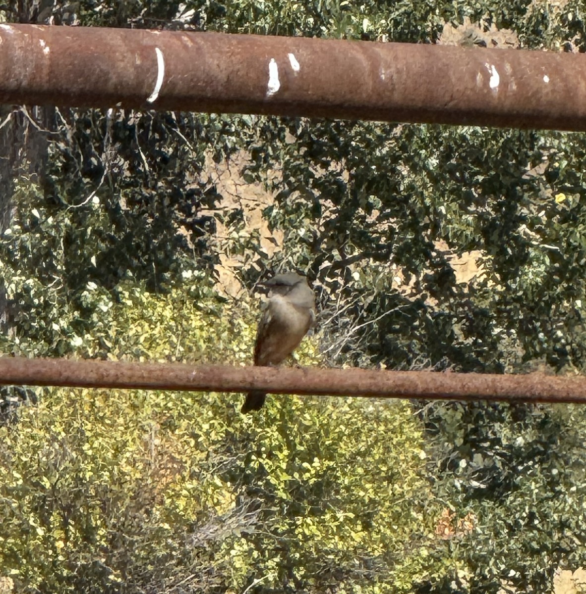 Mountain Bluebird - ML641989231