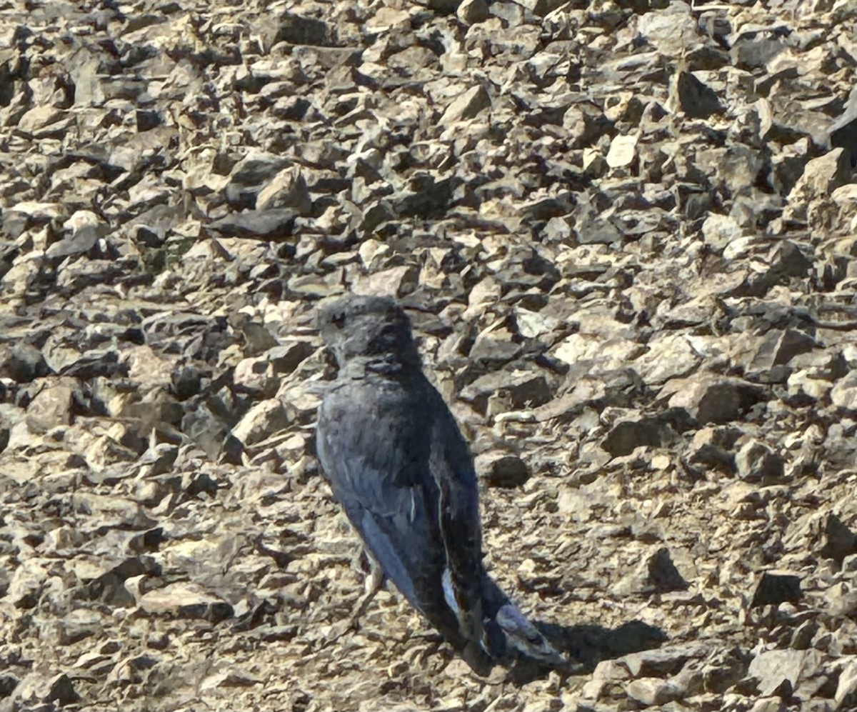 Mountain Bluebird - ML641989232