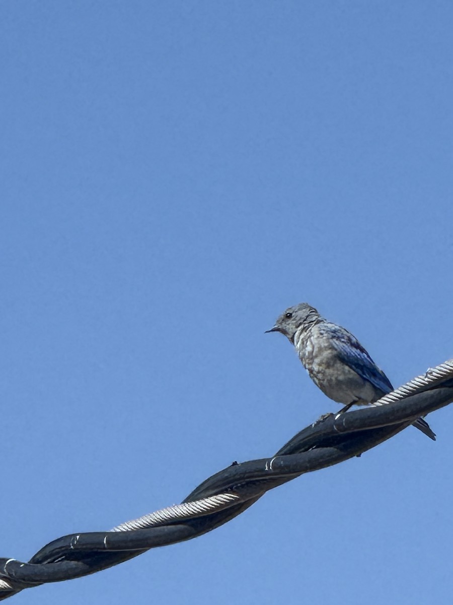 Mountain Bluebird - ML641989233
