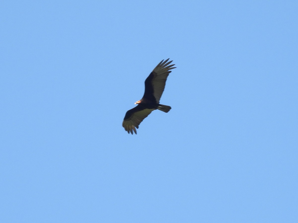 Lesser Yellow-headed Vulture - ML641989245