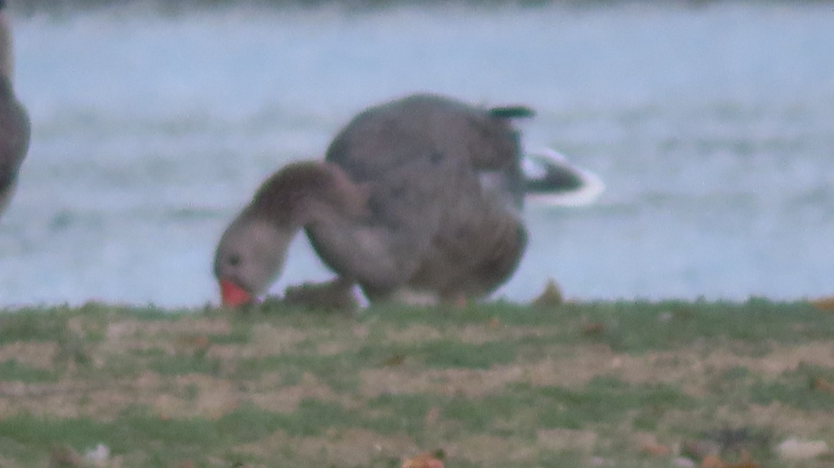 Graylag Goose (Domestic type) - ML641989250
