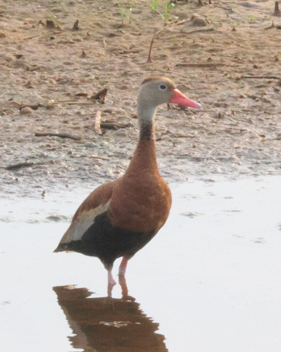 Suirirí Piquirrojo - ML641989270