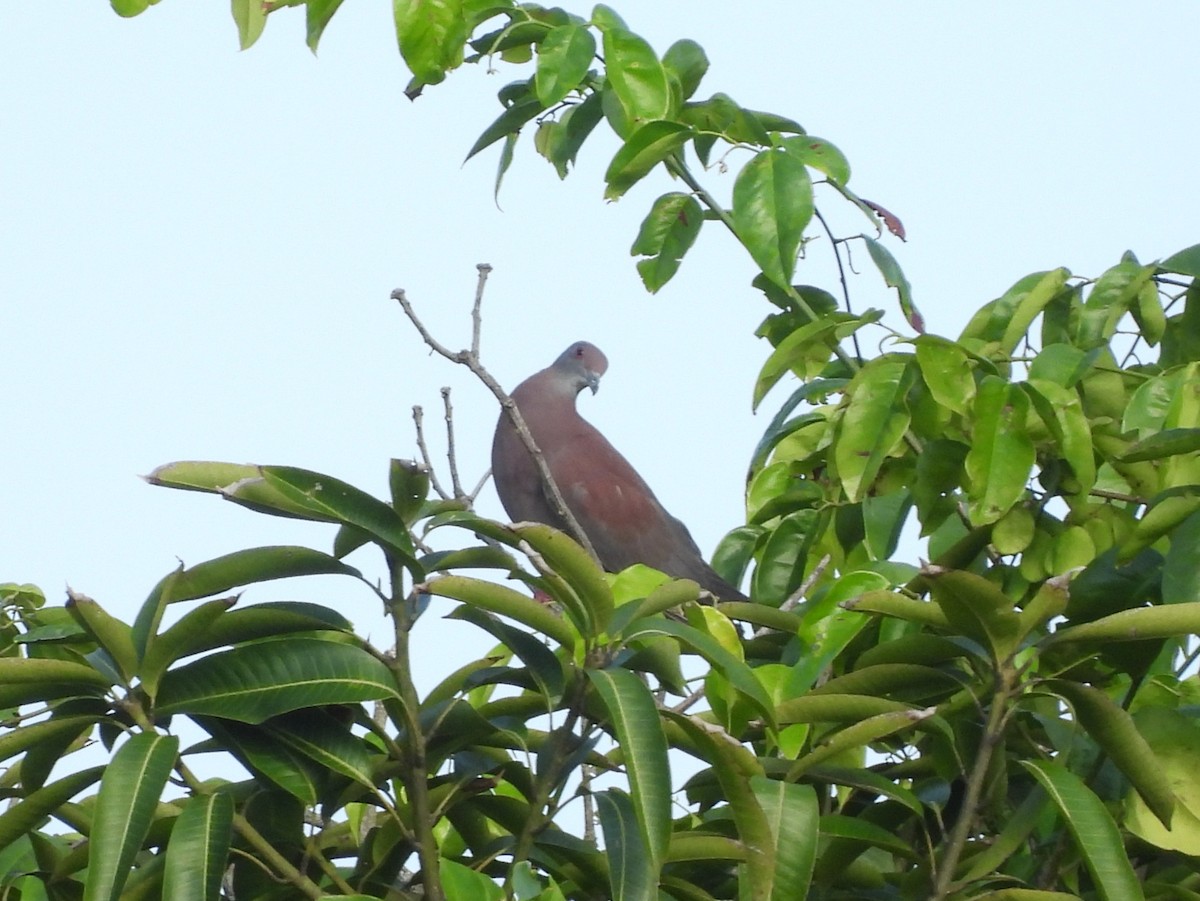 Pale-vented Pigeon - ML641989271