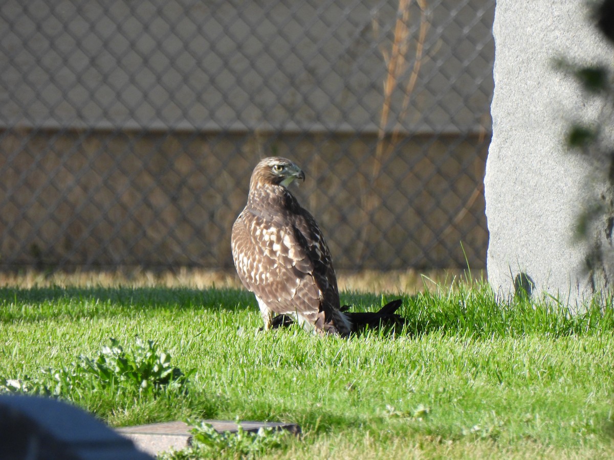 Red-tailed Hawk - ML641989278
