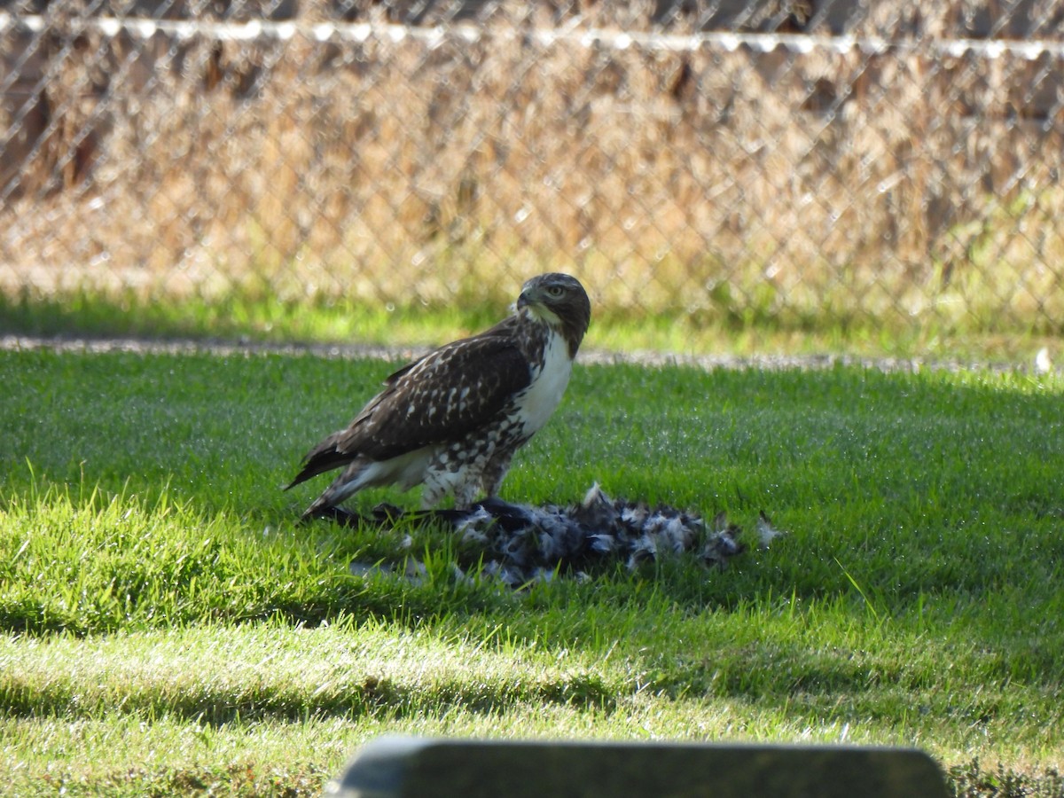 Red-tailed Hawk - ML641989279