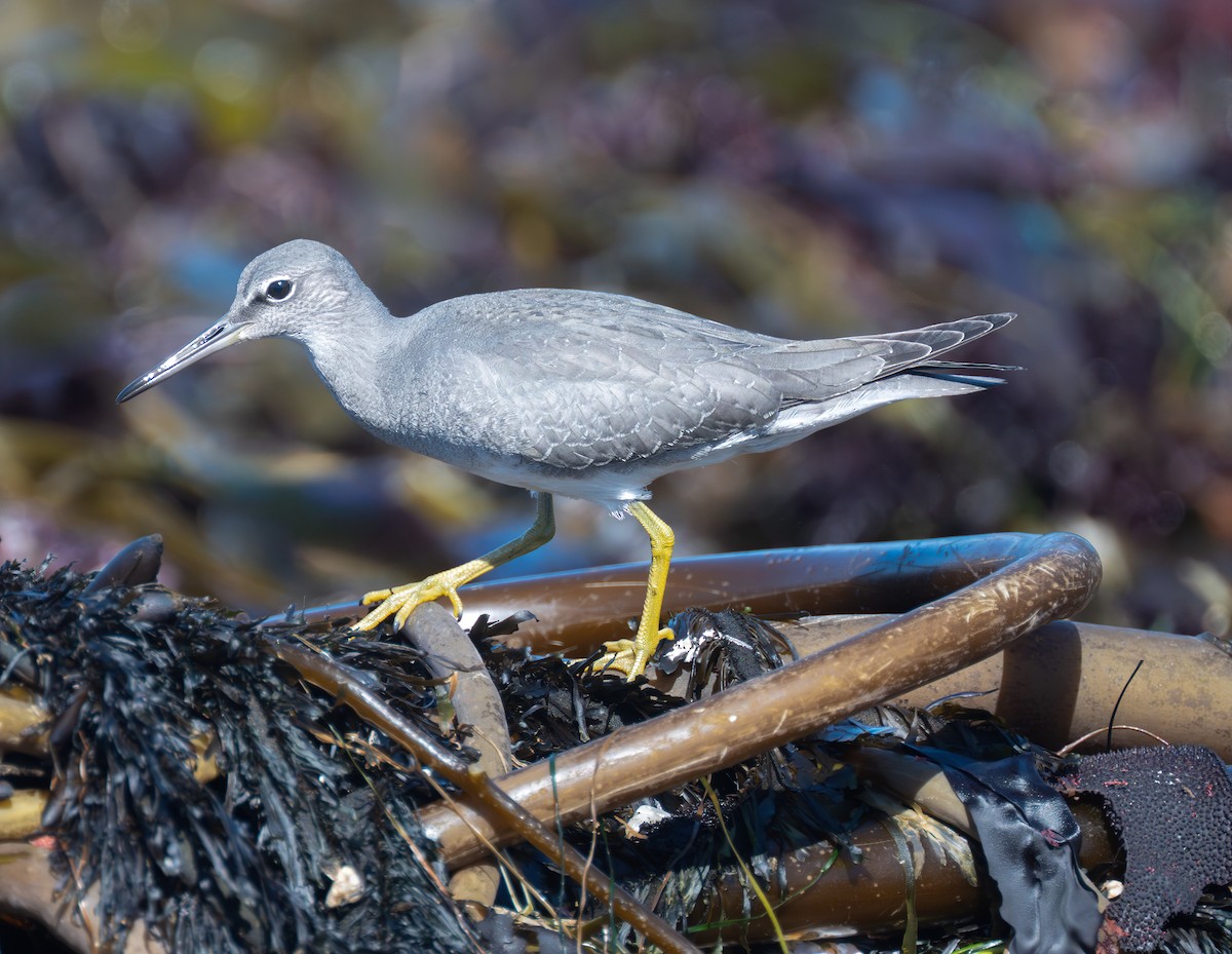 Wandering Tattler - ML641989280