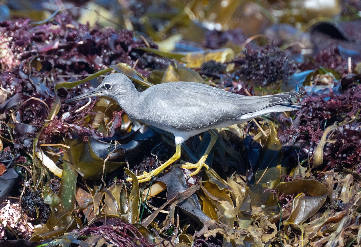 Wandering Tattler - ML641989281