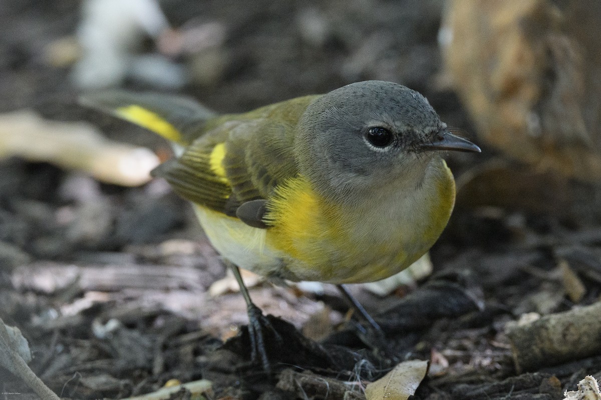 rødstjertparula - ML641989291