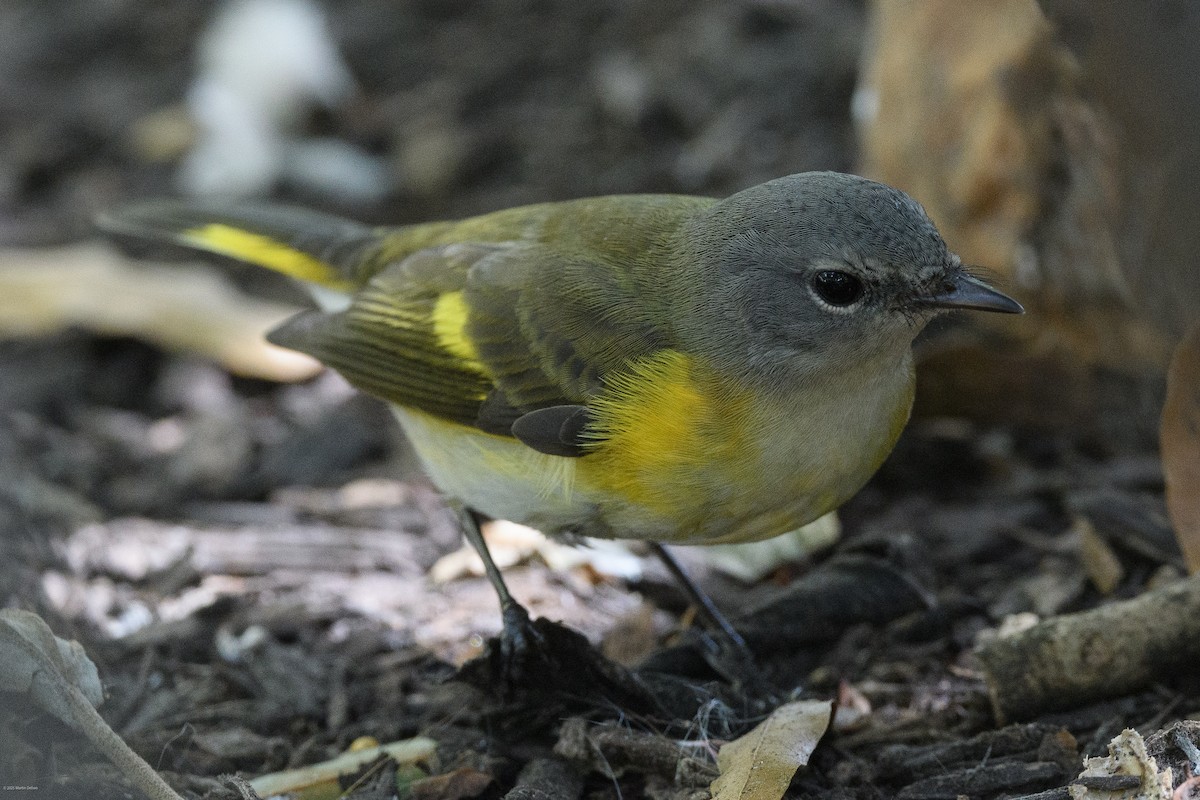 rødstjertparula - ML641989292