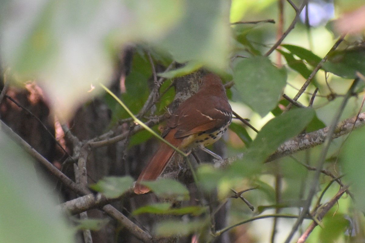 brunspottefugl - ML641989293