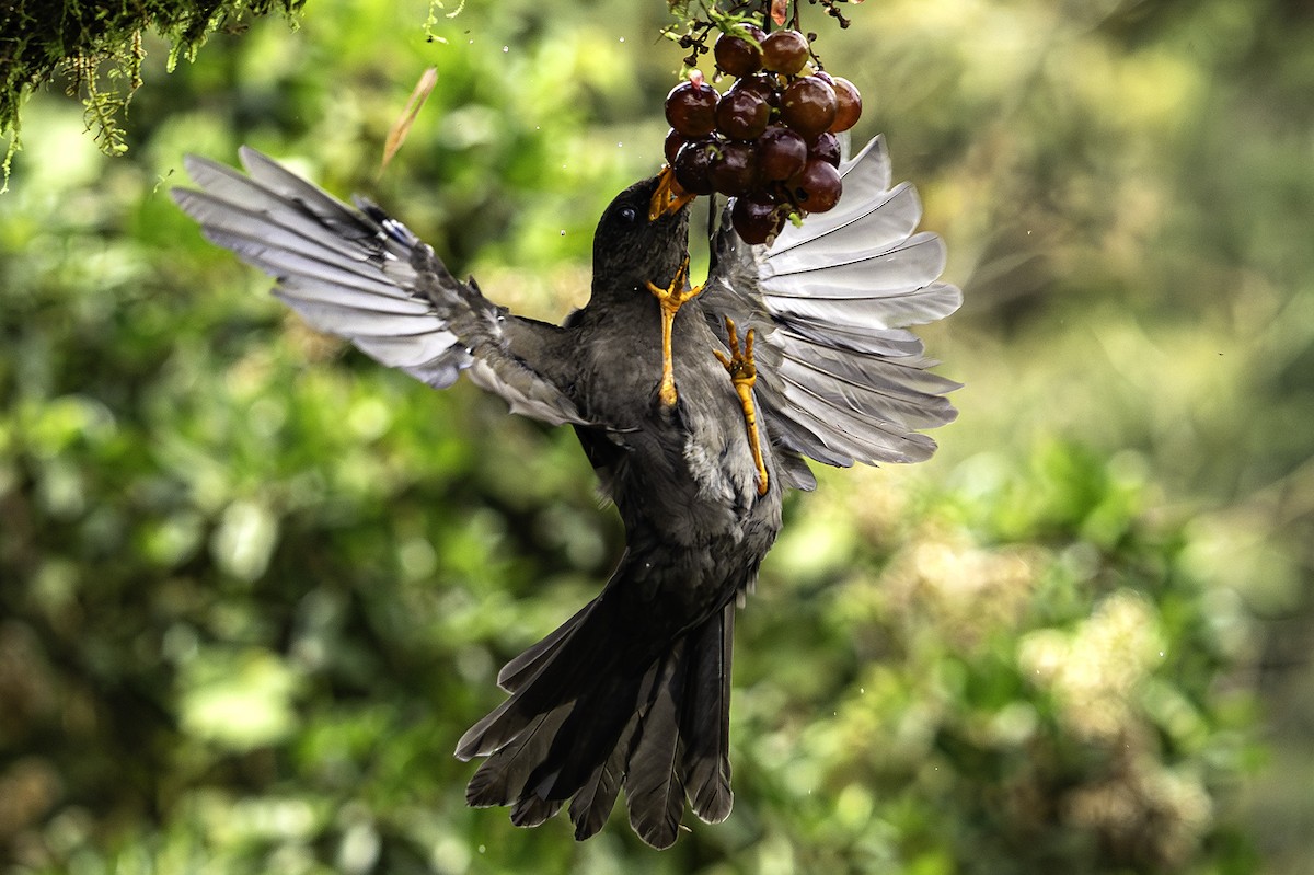 Great Thrush - ML641989297