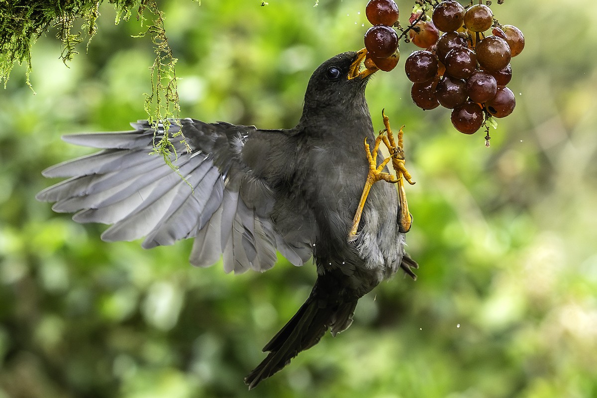 Great Thrush - ML641989298