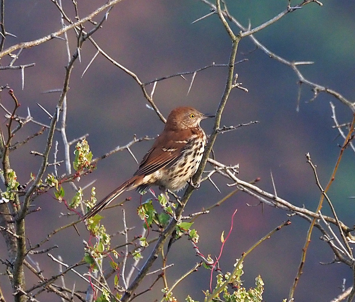 brunspottefugl - ML641989312