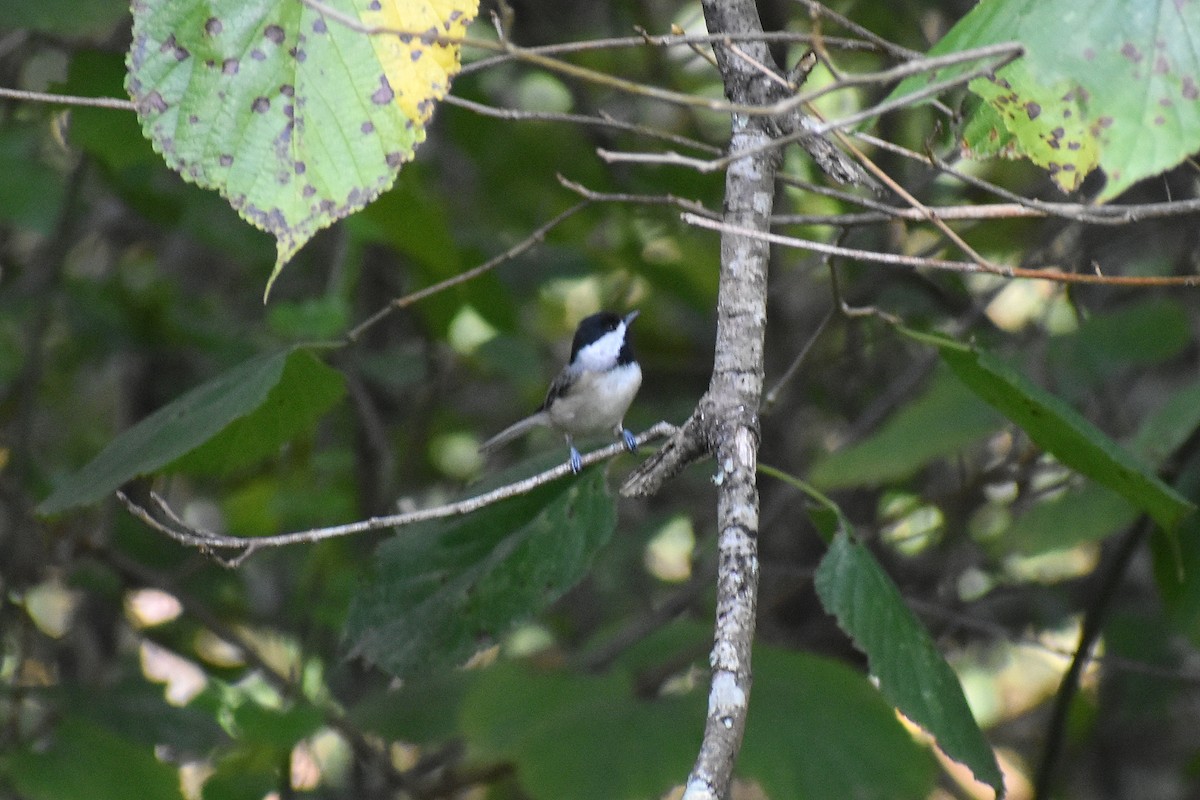 Carolina Chickadee - ML641989346