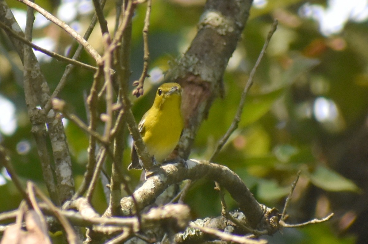 Yellow-throated Vireo - ML641989373