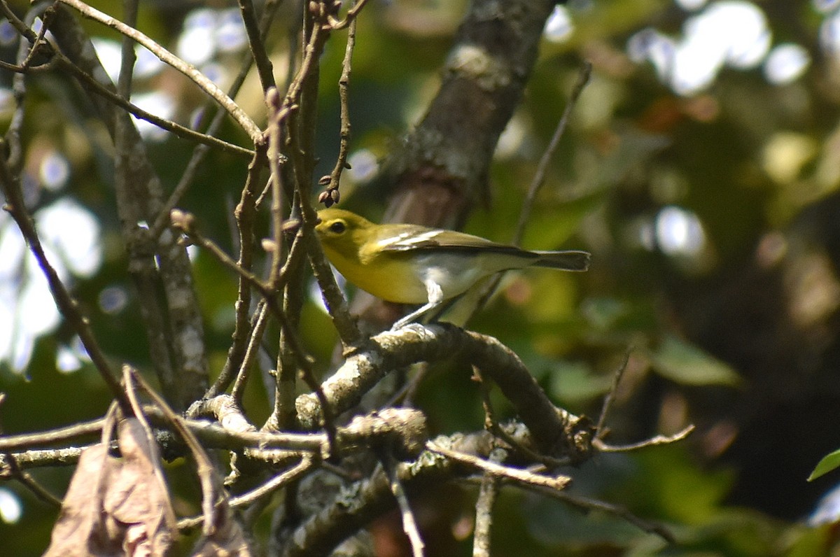 Yellow-throated Vireo - ML641989376