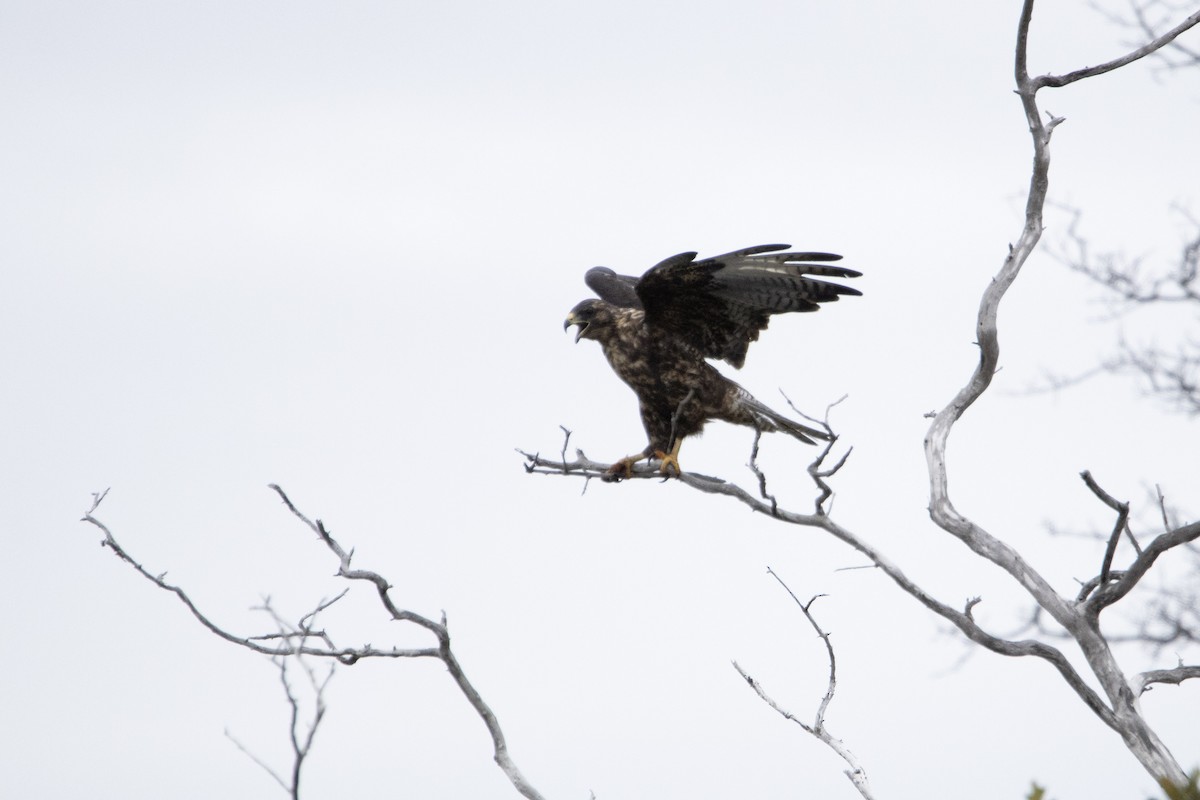 Galapagos Hawk - ML641989378