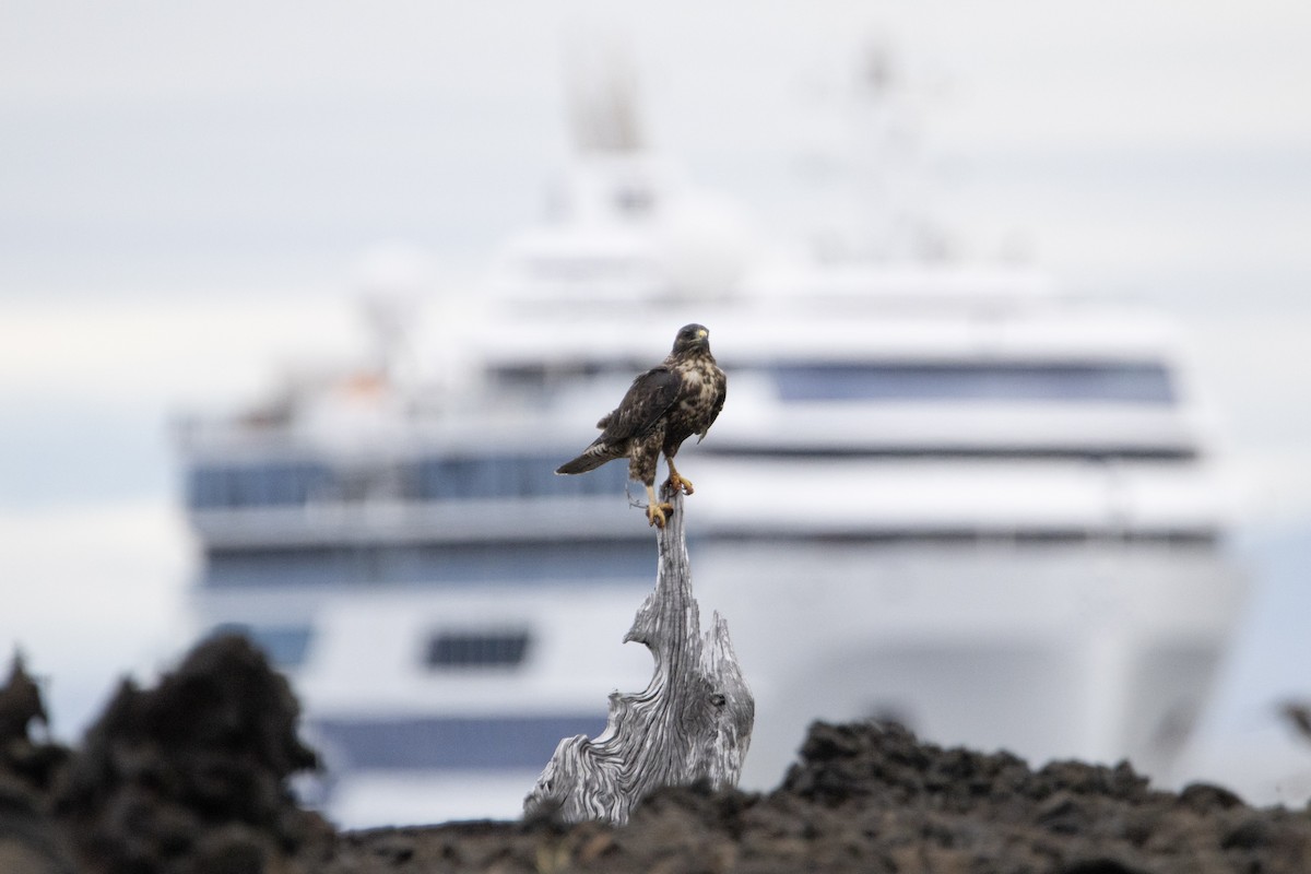 Galapagos Hawk - ML641989379