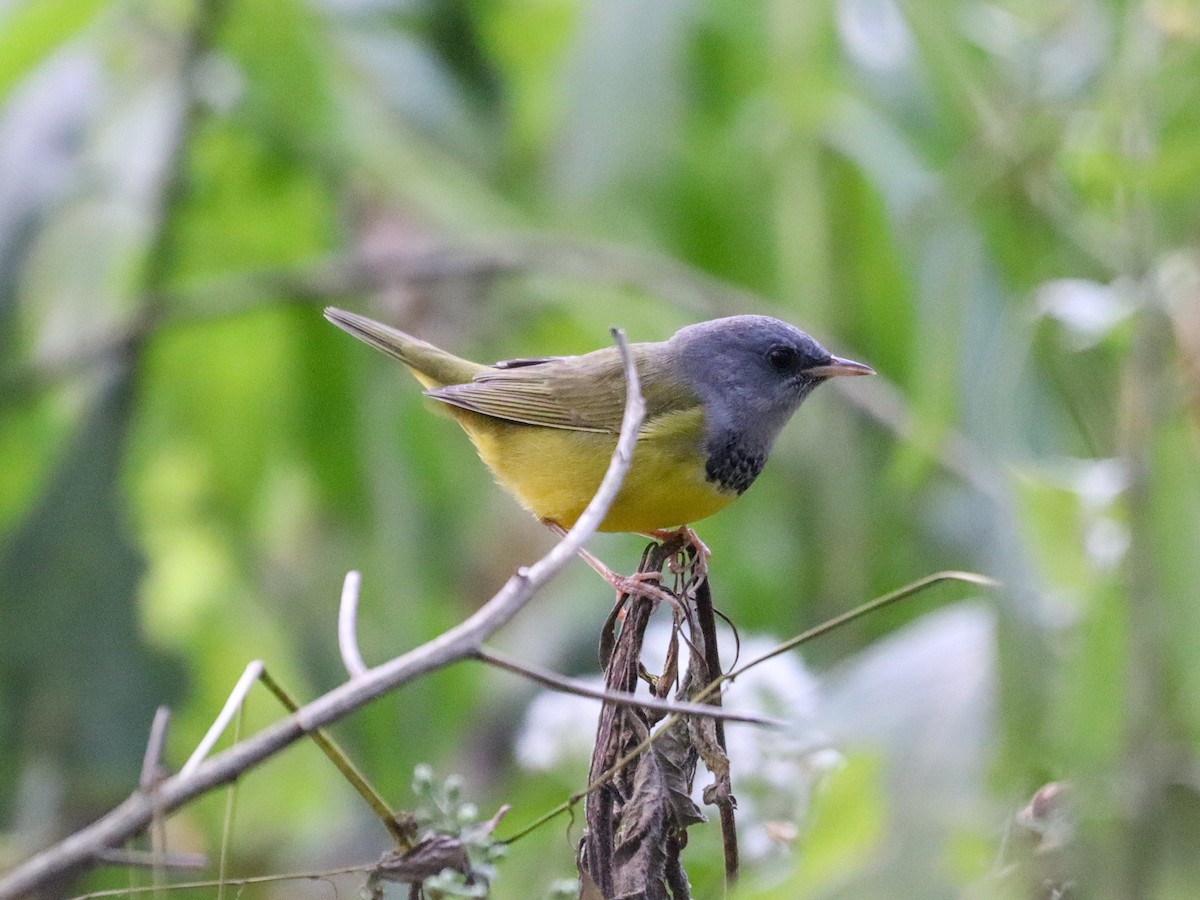 lesňáček šedokápý - ML641989381