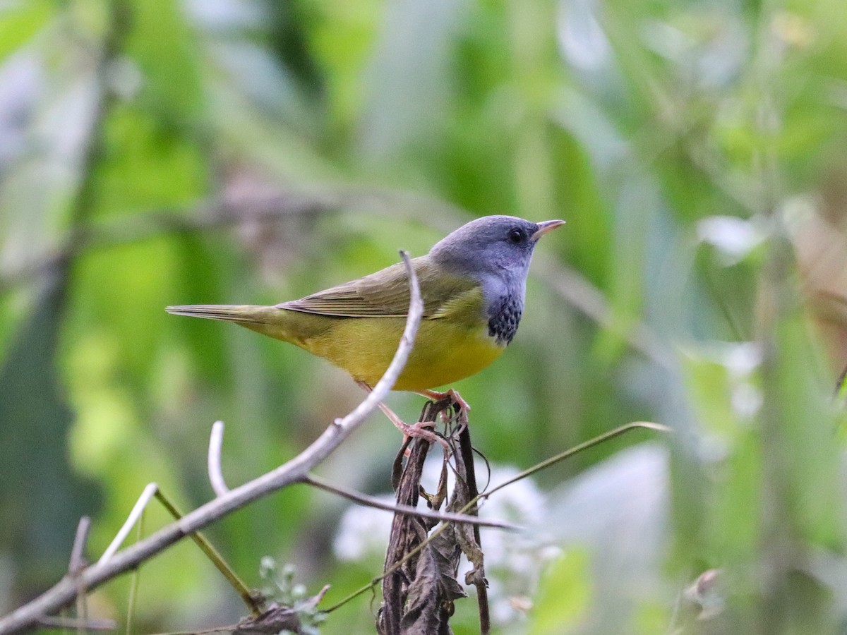 lesňáček šedokápý - ML641989382