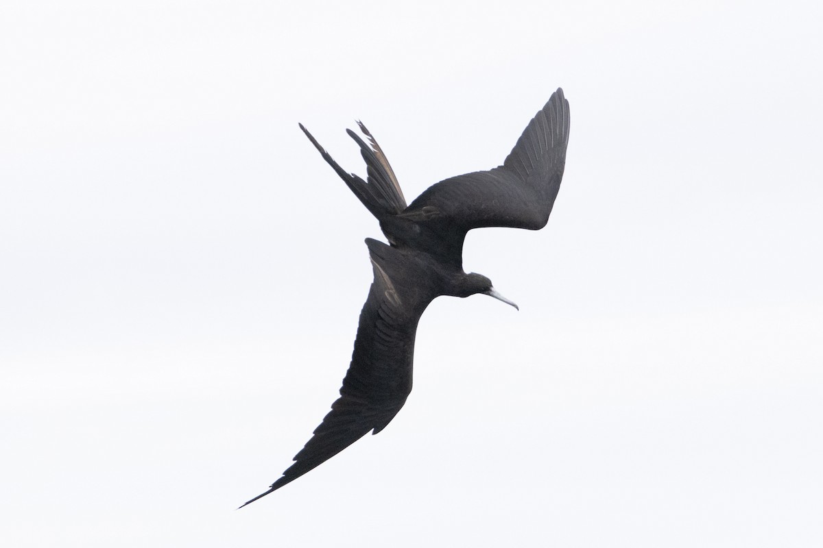 Magnificent Frigatebird - ML641989385