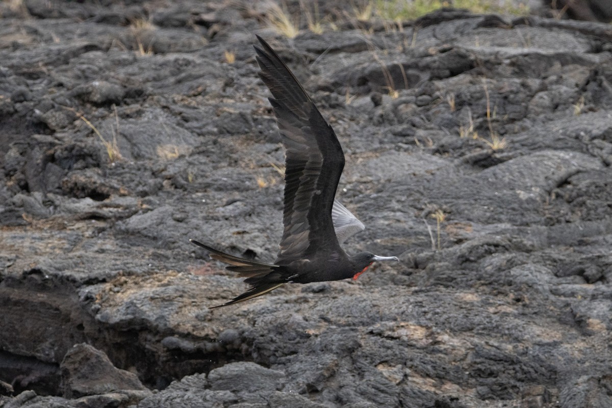 Magnificent Frigatebird - ML641989386